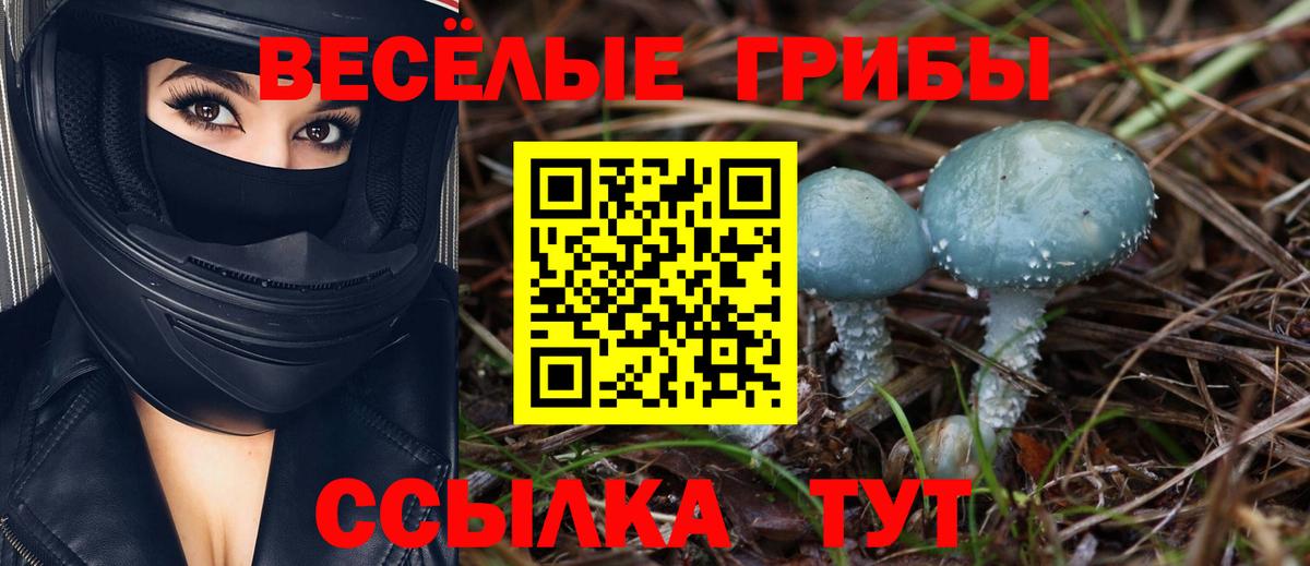 Галлюциногенные грибы Psilocybine cubensis  Псилоцибиновые грибы Psilocybine cubensis  Балабаново 